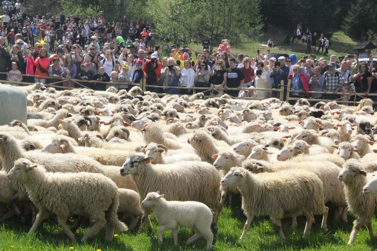 Błogosławieństwo owiec w Jaworkach