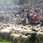 Błogosławieństwo owiec w Jaworkach