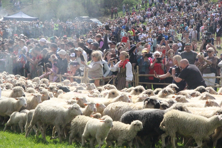 Błogosławieństwo owiec w Jaworkach