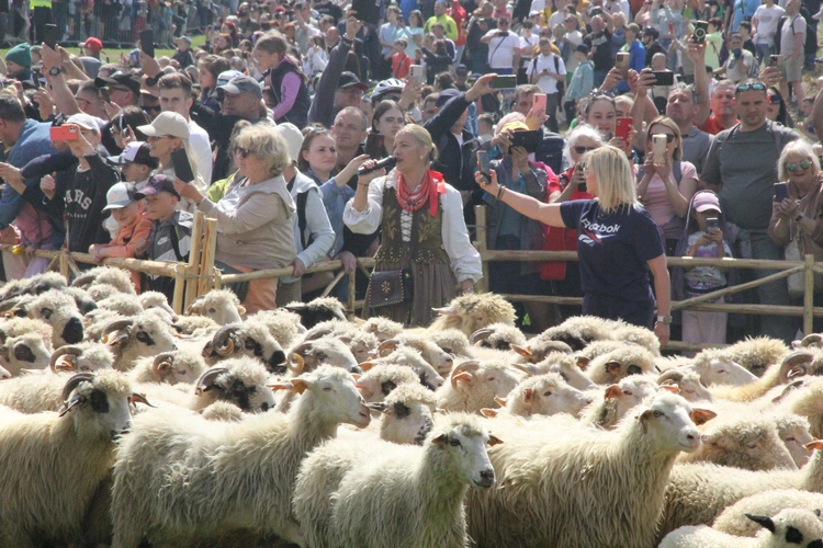 Błogosławieństwo owiec w Jaworkach