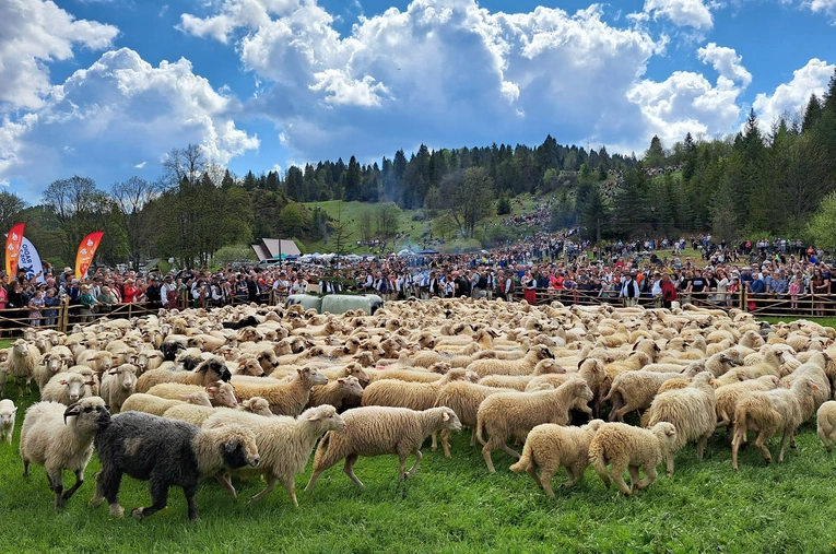Błogosławieństwo owiec w Jaworkach
