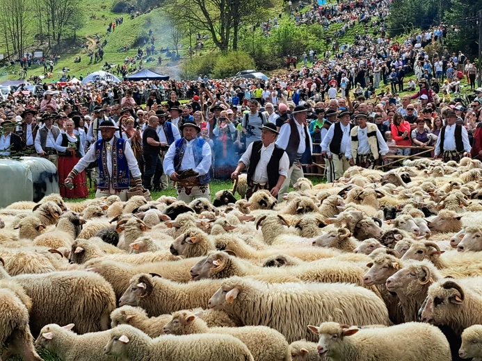Błogosławieństwo owiec w Jaworkach