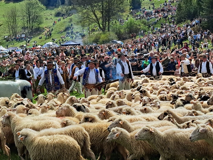 Błogosławieństwo owiec w Jaworkach