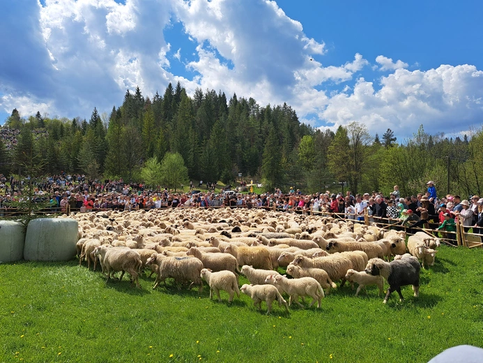 Błogosławieństwo owiec w Jaworkach