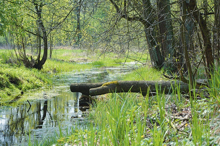 Bagna, podmokłe lasy, powalone drzewa, ostoje dzikiej zwierzyny być może stały się inspiracją dla autora wielkich powieści historycznych. Jest to jeden z największych obszarów lasów bagiennych o charakterze naturalnym w dolinie Wkry i w regionie.”