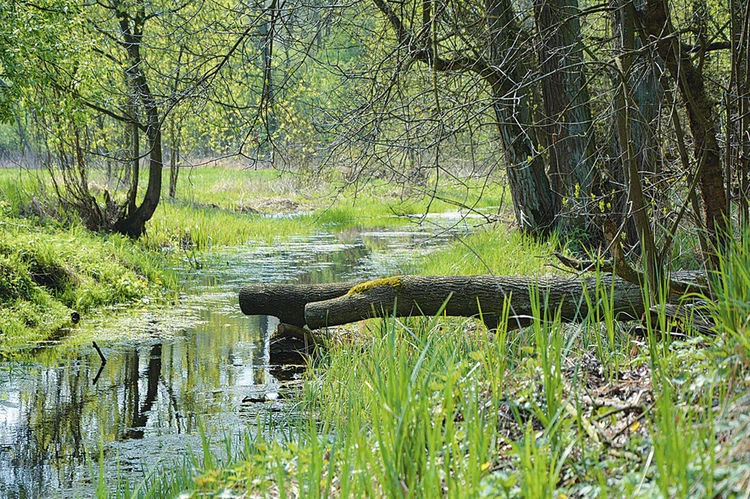 Bagna, podmokłe lasy, powalone drzewa, ostoje dzikiej zwierzyny być może stały się inspiracją dla autora wielkich powieści historycznych. Jest to jeden z największych obszarów lasów bagiennych o charakterze naturalnym w dolinie Wkry i w regionie.”
