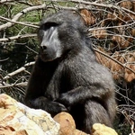 RPA