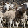 Polscy muzułmanie obchodzą Kurban Bajram