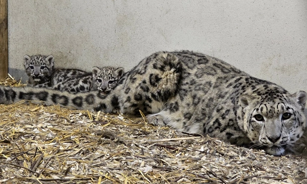 Śląskie ZOO: Dwie małe panterny śnieżne cały czas pod opieką mamy