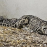 Śląskie ZOO: Dwie małe panterny śnieżne cały czas pod opieką mamy