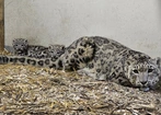 Śląskie ZOO: Dwie małe panterny śnieżne cały czas pod opieką mamy