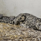 Śląskie ZOO: Dwie małe panterny śnieżne cały czas pod opieką mamy