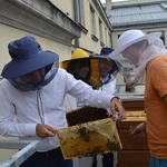 Ule na dachu Śląskiego Urzędu Wojewódzkiego