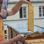 Ule na dachu Śląskiego Urzędu Wojewódzkiego