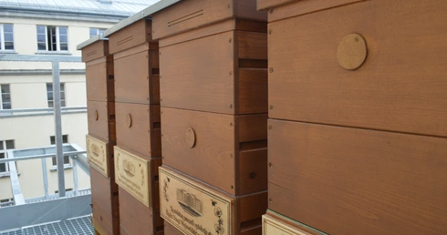 Ule na dachu Śląskiego Urzędu Wojewódzkiego