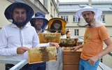 Katowice. Ule na dachu Śląskiego Urzędu Wojewódzkiego