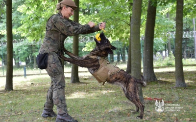 Aira, owczarek holenderski, to pierwszy zakontraktowany pies w Grupie Poszukiwawczo-Ratowniczej K9.