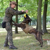 Aira, owczarek holenderski, to pierwszy zakontraktowany pies w Grupie Poszukiwawczo-Ratowniczej K9.