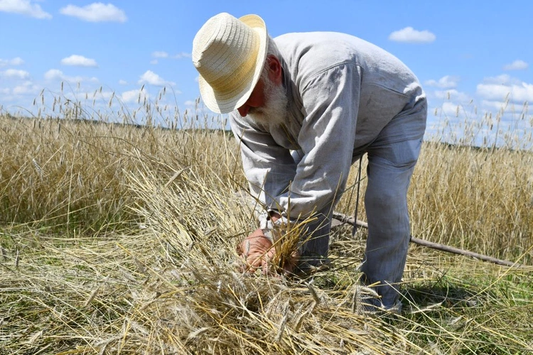 "Jak to z chlebem było?" w Białkowie