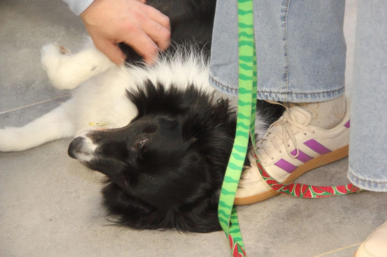 Dogoterapia w Caritas - cz. 2