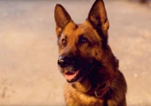 Rin Tin Tin 