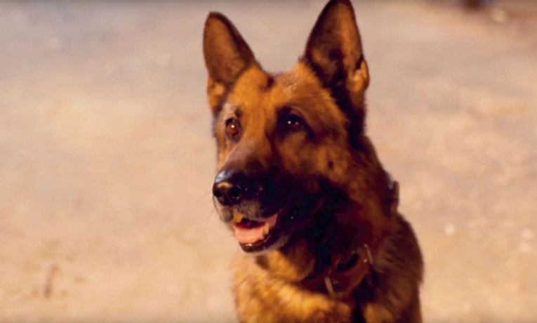 Rin Tin Tin 