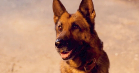 Rin Tin Tin 