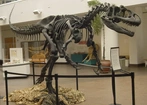 Olbrzymie dinozaury miały słaby zgryz