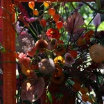 Silesian Flowers Festival w Pałacu Żyrowa