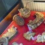 8. Pielgrzymka Wspólnot Żywego Różańca i Czcicieli Matki Bożej do Henrykowa