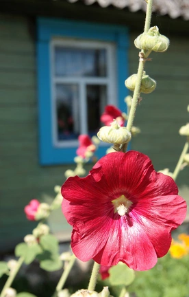 Spotkania z przyrodą: Babcine ogródki