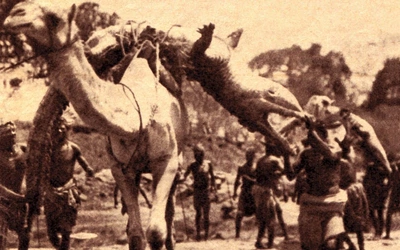 Archiwalna fotografia z około 1900 roku, z safari w Sudanie, przedstawiająca „polowanie na smoka”.  I tu należy przypomnieć, że greckie słowo „drakon” znaczy: smok, wąż, potwór, krokodyl. 