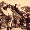 Archiwalna fotografia z około 1900 roku, z safari w Sudanie, przedstawiająca „polowanie na smoka”.  I tu należy przypomnieć, że greckie słowo „drakon” znaczy: smok, wąż, potwór, krokodyl. 
