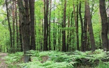 Przyroda powierzona człowiekowi