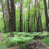 Przyroda powierzona człowiekowi 