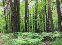 Przyroda powierzona człowiekowi