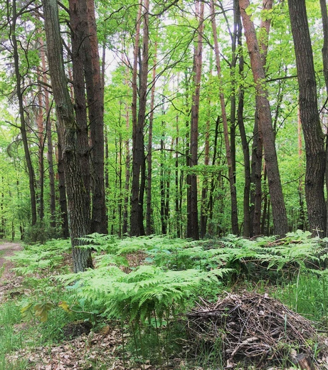 Przyroda powierzona człowiekowi