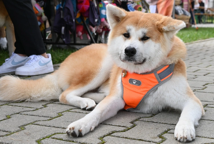 XI Międzynarodowa Wystawa Psów Rasowych