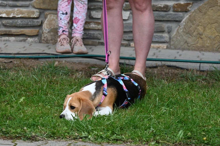 XI Międzynarodowa Wystawa Psów Rasowych