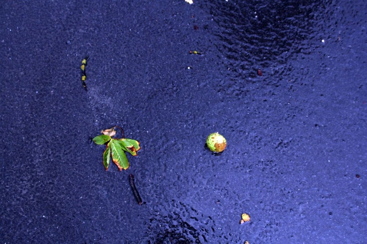 Zalesie Śląskie - Piękna Wieś Opolska 2025