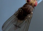 Entomolog o muszce owocówce: to alkoholik