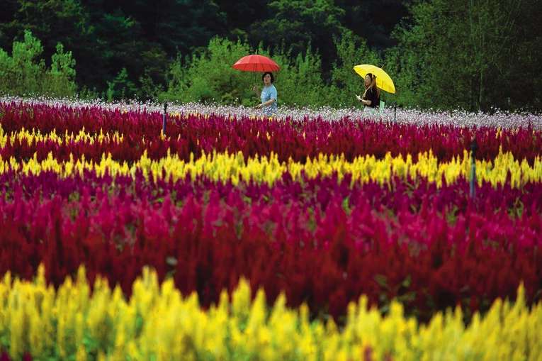 Zachwycająca feeria barw na dorocznym festiwalu kwiatów. 7.09.2025, Cheorwon, Korea Południowa