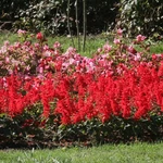 Ogród Botaniczny UMCS