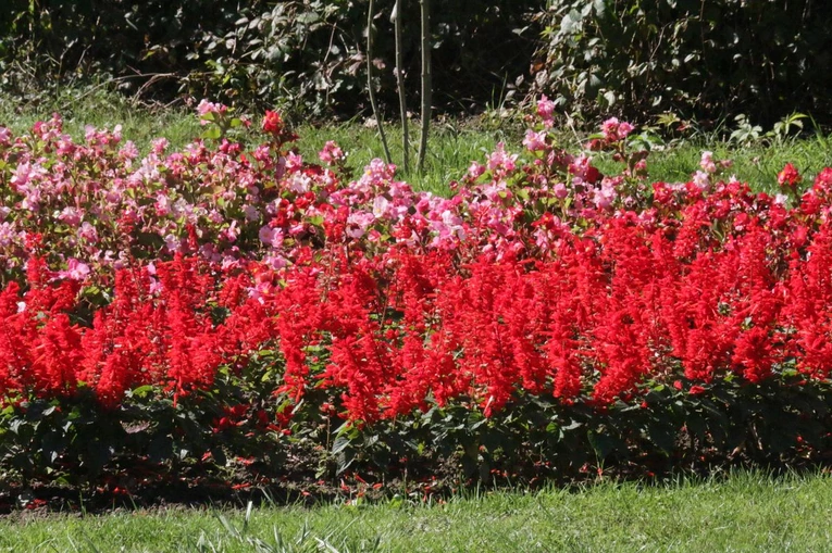 Ogród Botaniczny UMCS