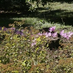 Ogród Botaniczny UMCS