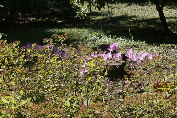 Ogród Botaniczny UMCS