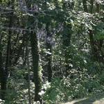 Ogród Botaniczny UMCS