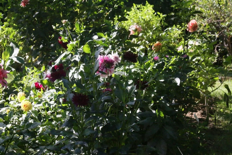 Ogród Botaniczny UMCS