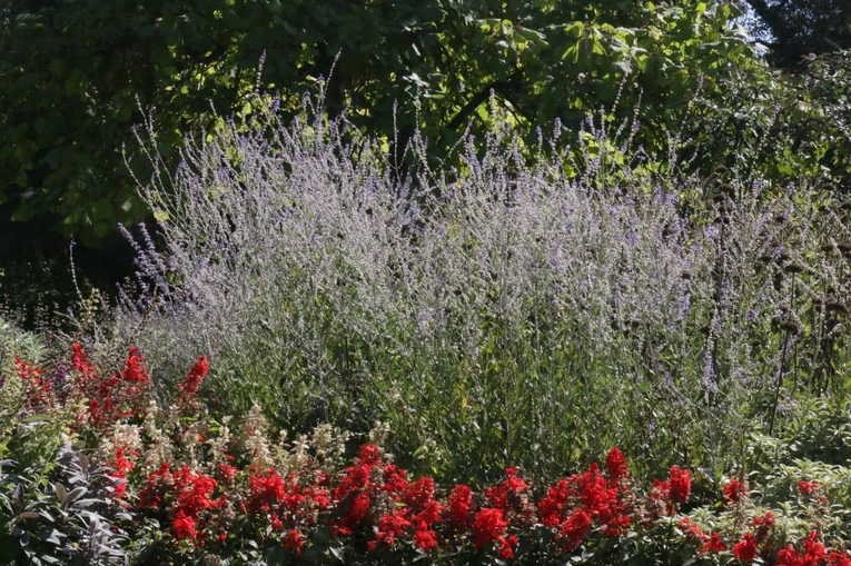 Ogród Botaniczny UMCS