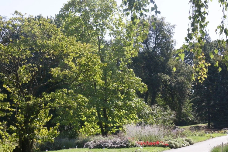 Ogród Botaniczny UMCS